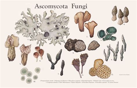 Life Cycle Ascomycota Vector Illustration Labeled Stock 56 Off