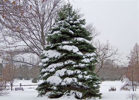 Evergreen,tree,christmas,xmas,winter - free image from needpix.com