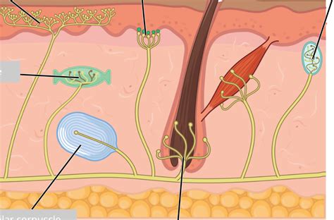 Sensory Receptors Skin Diagram Quizlet