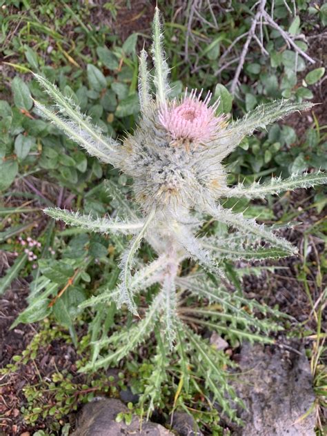 White Thistle | Search | Native Plant Hub