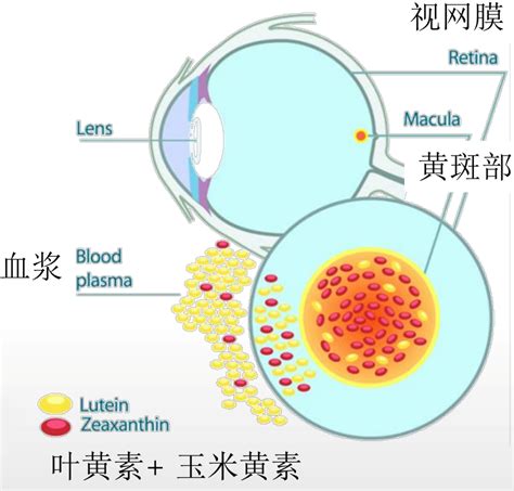 叶黄素对眼睛有什么好处？ 知乎