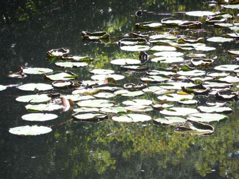 Free Images Grass Leaf Flower Petal Green Reflection Botany