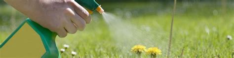 Best Organic Weed Killers Reviewed Summer