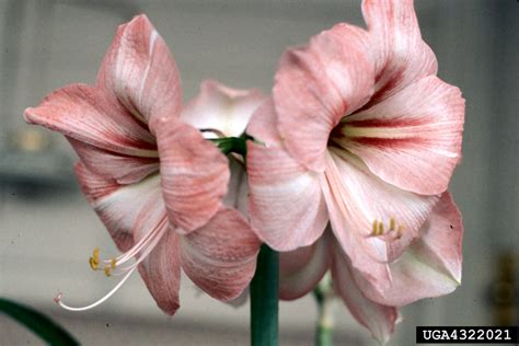 Amaryllis Genus Amaryllis