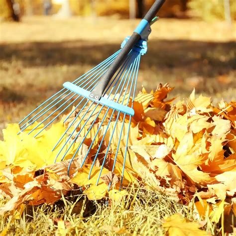 expert yard cleanup services  langley bc