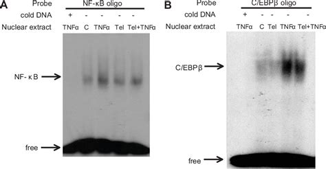 Figure 5 from Inhibition of Tumor Necrosis Factor αInduced Interleukin