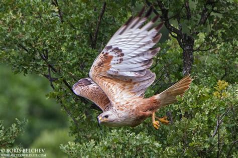 Nord University Birdid Long Legged Buzzard Buteo Rufinus