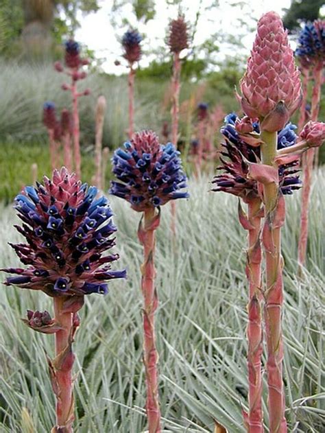 Chagualillo Chico Puya Venusta Seeds Bromeliads House Plant