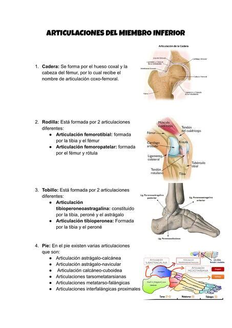 Articulaciones Del Miembro Inferior Liza Stuudio Udocz