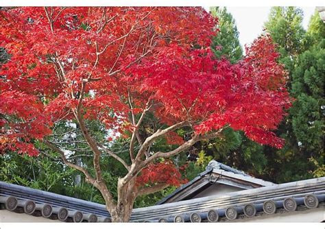 Poster-Japan, Kyoto, Arashiyama, Autumn Leaves-A1 poster sized print ...