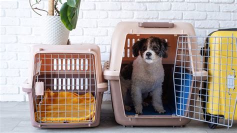 The 12 Best Dog Crates for Small Breeds and Little Pups