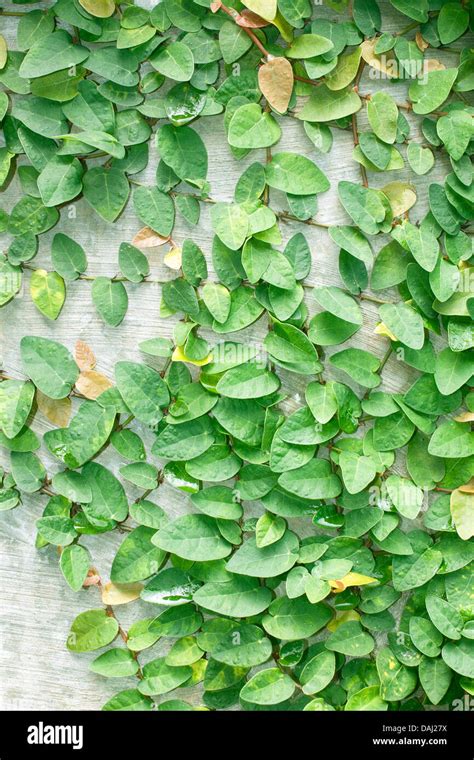 Climbing fig tree and white wall old Stock Photo - Alamy