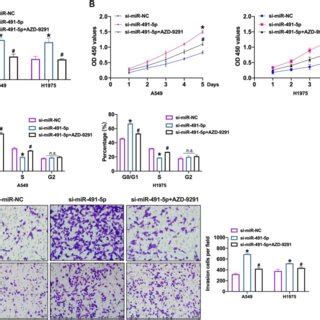 EGFR Blockage Prevents NSCLC Cell Progression Induced By MiR 491 5p