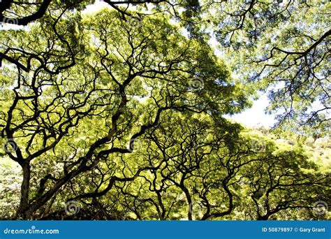 Rain Forest Tree Canopy Scene Stock Image Image Of Tropic Hawaii