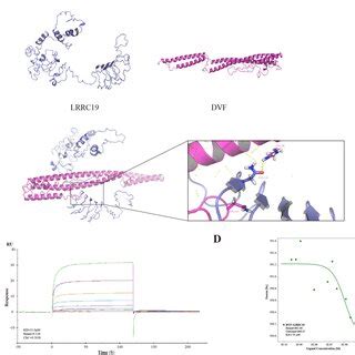 Dvf Interacts With Lrrc A The Crystal Structure Model Of Lrrc And