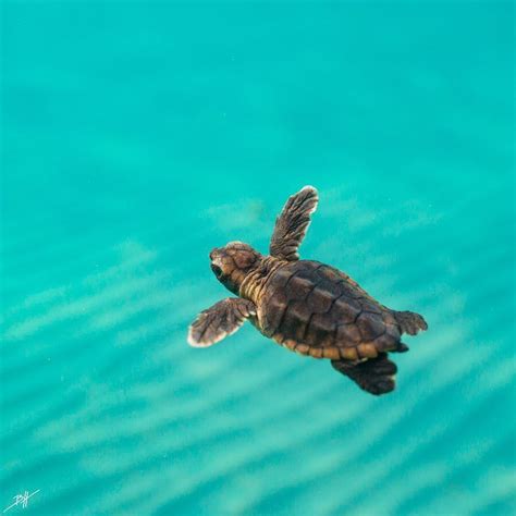 Baby Loggerhead Sea Turtle Raww