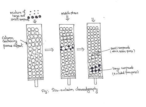 Size Exclusion Chromatography Definition Theory And Application