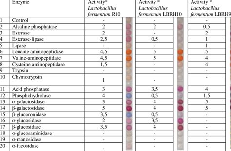 Enzymatic profile of Lactobacillus fermentum strains -Lactobacillus ...