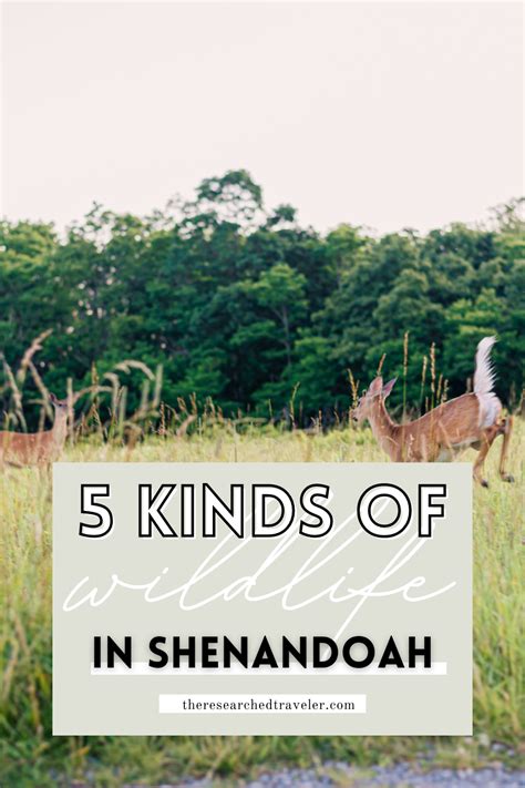 5 Kinds of Wildlife I Saw in Shenandoah National Park