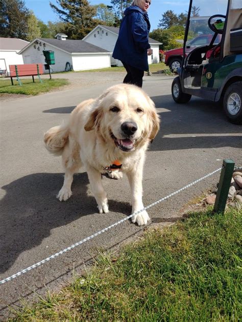 Pgc Pups Peninsula Golf Course