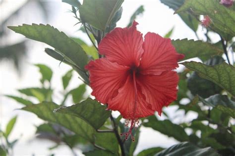 Hibiscus Flower Meaning and Fascinating Symbolism | Florgeous