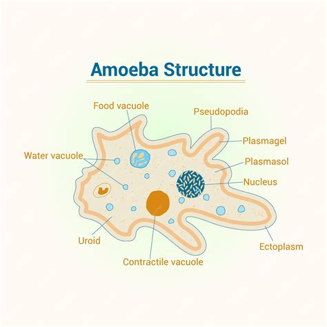 Premium Vector Amoeba Structure Vector Illustration