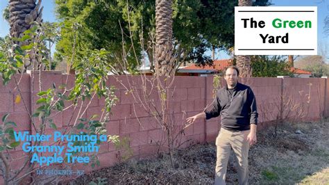 Winter Pruning A Granny Smith Apple Tree In Phoenix Az Youtube