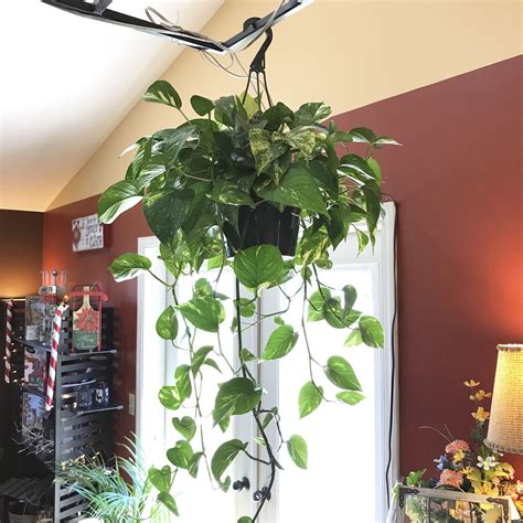 Top Notch Pothos In Hanging Basket Diy Indoor Succulent Wall Planter