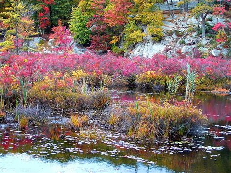 Harriman Color Bog Stanley Zimny Thank You For Million Views