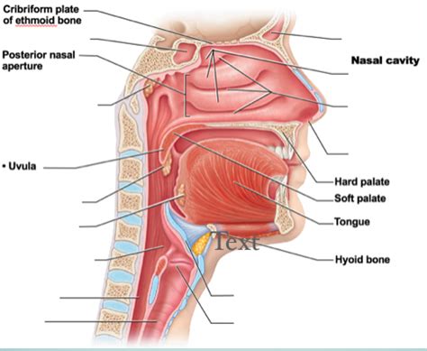 Respiratory Labeling Upper Respiratory Tract 1 Diagram Quizlet