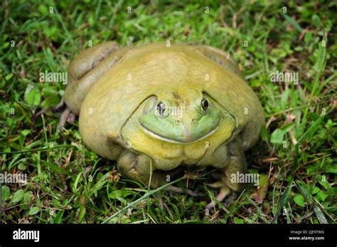 African bullfrog tadpoles hi-res stock photography and images - Alamy