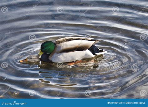 Pair Of Mallard Ducks Mating In The Lake Burnaby Canada Stock Photo