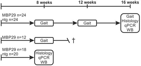 Experimental Paradigm For Longitudinal Gait Analysis Mbp H Syn