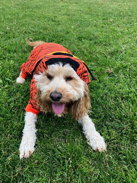 Tiger Dog Costume for Halloween Parties or Fun Cotton | Etsy