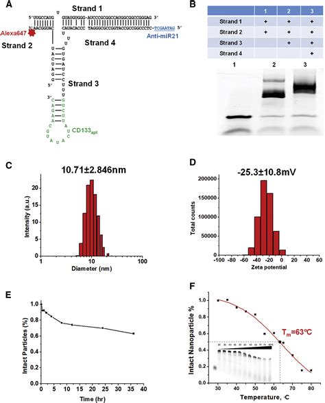 Delivery Of Anti Mirna For Triple Negative Breast Cancer Therapy Using