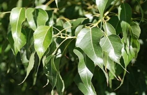 Brachychiton Kurrajong Tree Hello Hello Plants