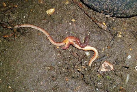 The Sex Life Of The Earthworm Earthworms Are Simultaneous … Flickr