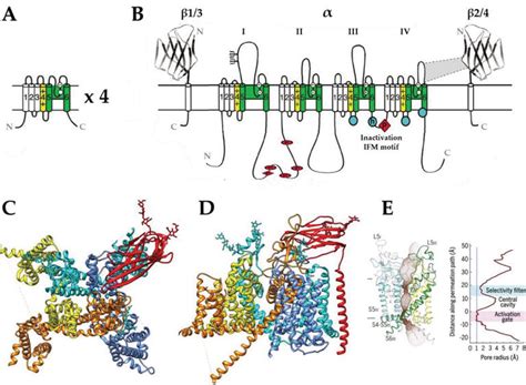 Voltage Gated Sodium Channels In Drug Discovery IntechOpen