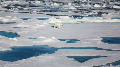 Arctic sea ice once again shows considerable melting