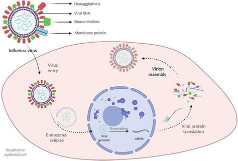 Frontiers Influenza A Influenza B And Sars Cov Similarities And