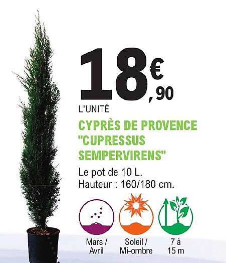 Promo Cyprès De Provence cupressus Sempervirens chez E Leclerc