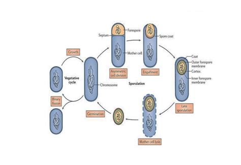 The cycle of spore formation and germination in B. subtilis. This ...