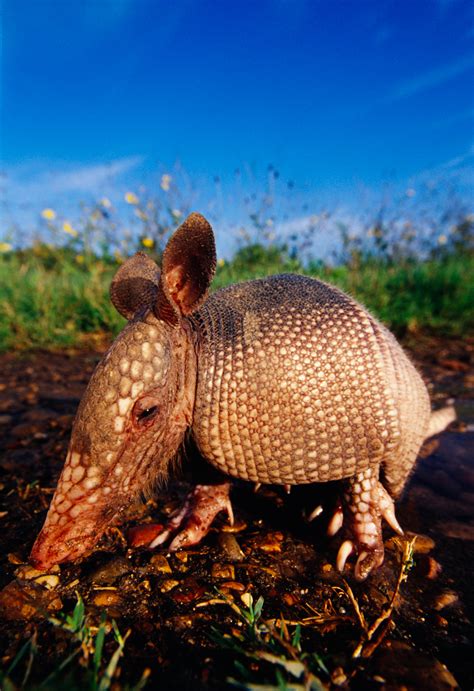 Armadillo - Sean Fitzgerald Photography