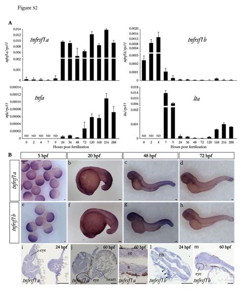 Figure S Expression Of Tnfrsf A Tnfrsf B And Their Ligands Tnfa And