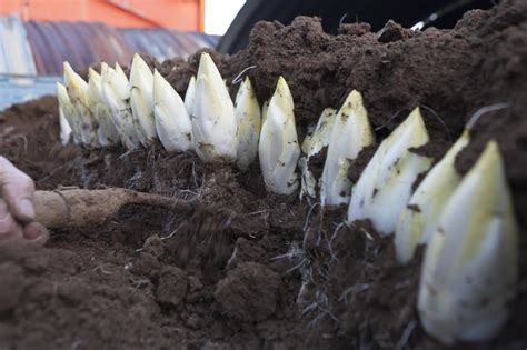 4 Tips Voor Het Lekkerste Witloof Libelle Lekker