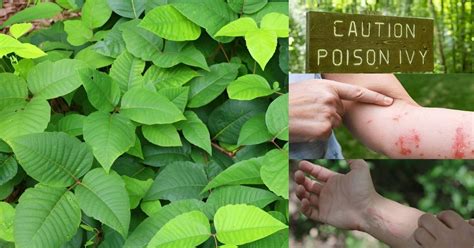 poison ivy   htecfarming