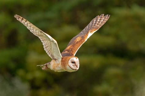 Barn Owl Color Variation - Ornithology