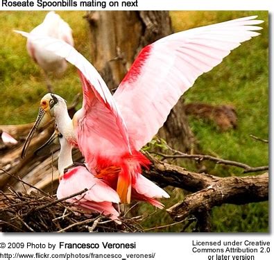 Roseate Spoonbills Platalea Ajaja Information Earth Life