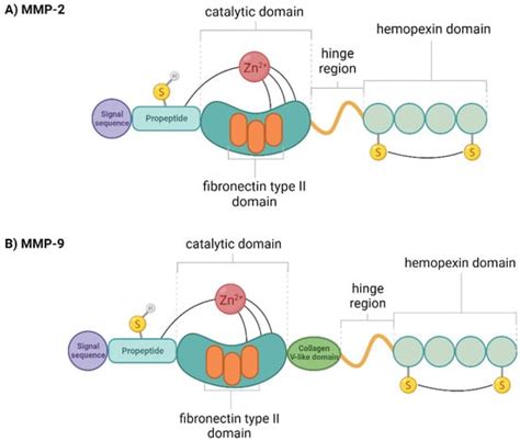 Ijms Free Full Text Association Of Mmp 2 And Mmp 9 Polymorphisms