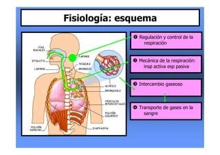 Anatom A Y Fisiolog A Del Aparato Respiratorio Pdf